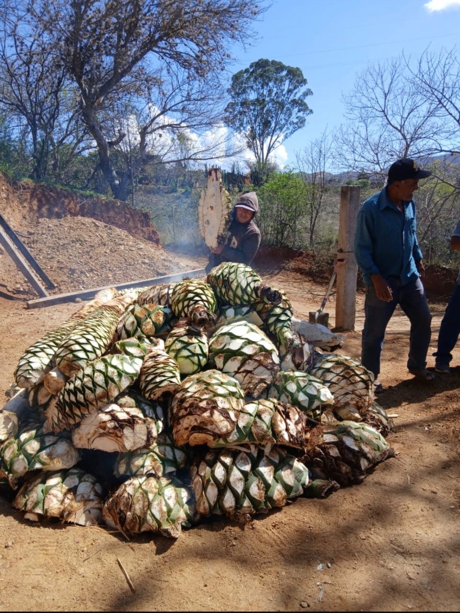 Not all mezcal brands distill&nbsp;mezcal