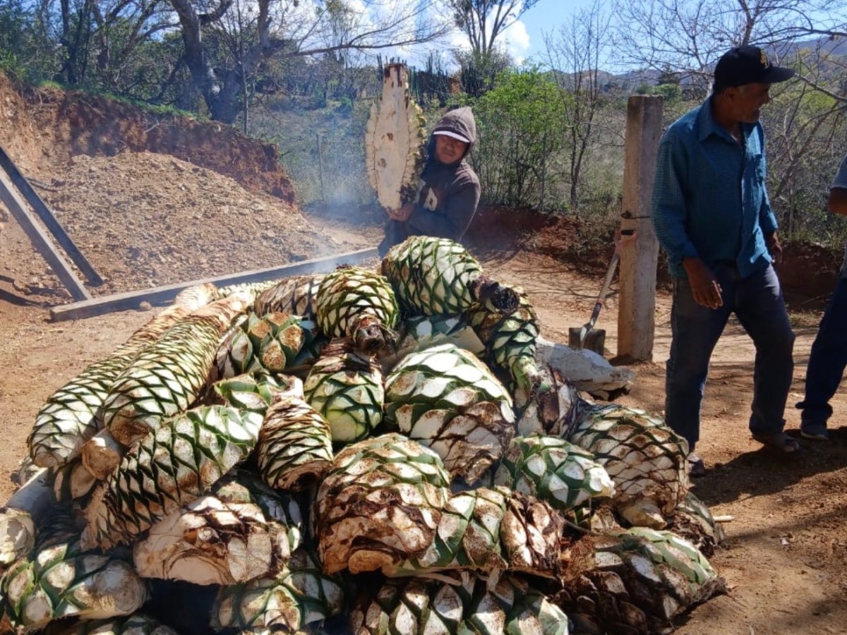 Not all mezcal brands distill&nbsp;mezcal
