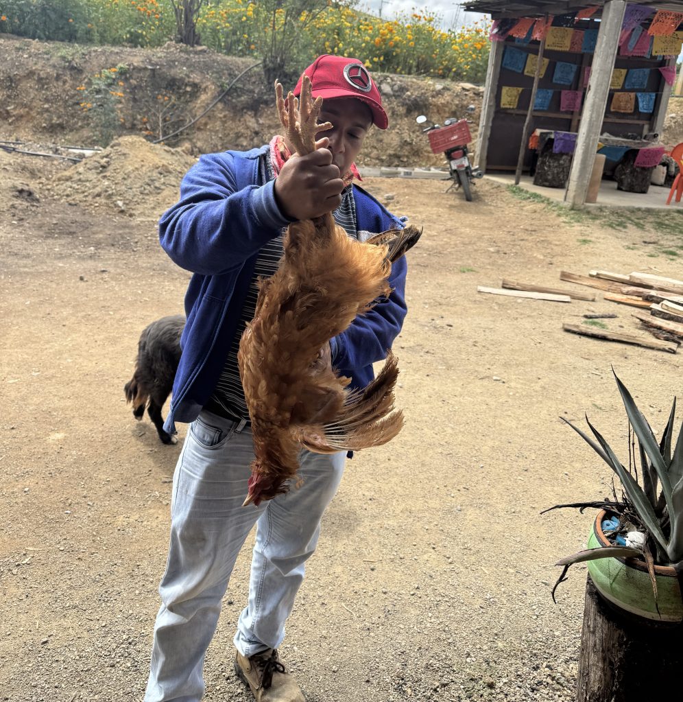 A mezcal producer carefully prepares a criollo chicken for a traditional chicken pechuga distillation.